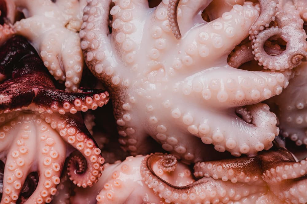 Guia frutos do mar: por que comer lula e polvo?